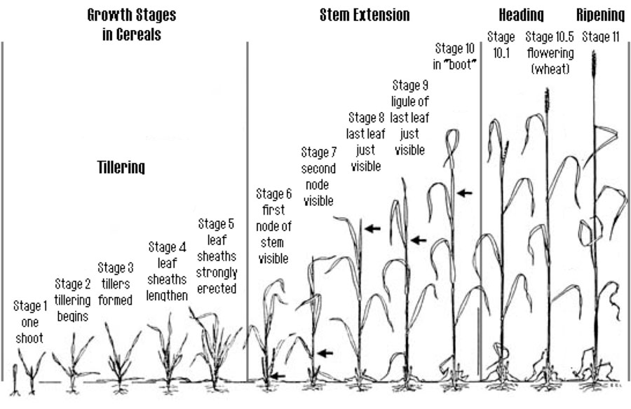graphic showing growth stages of cereal wheat. Tillering stages: stage one with one shoot to staege 5 with leaf sheaths stronly erected; Stem extension stages: stage 6 with the first node of stem being visible to stage 10 in boot; Heading and ripening stages: stage 10.1, 10.5 flowering (wheat), to Stage 11