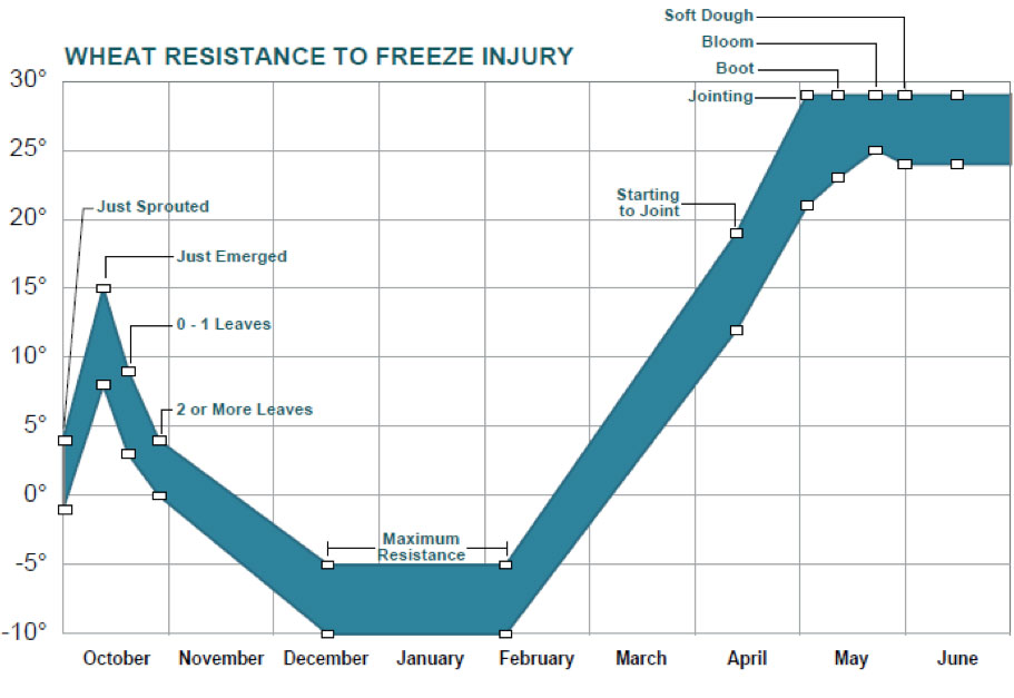 Graph showing the temperatures that cause freeze injury to winter wheat at different growth stages.