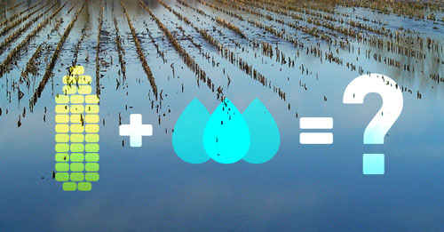 illustration showing corn plus rain drops equals a question mark over laid on a flooded corn field