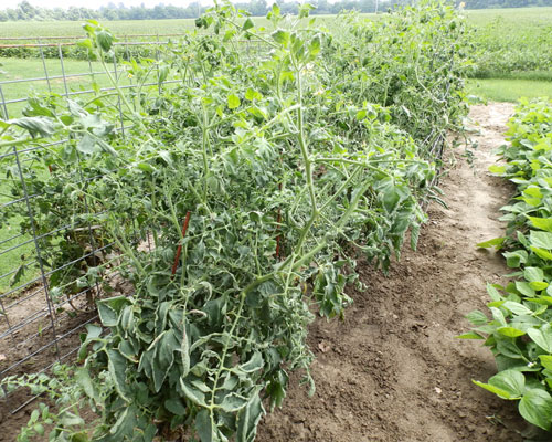 tomatoes in the foreground with dicamba injury and soybean field in the background