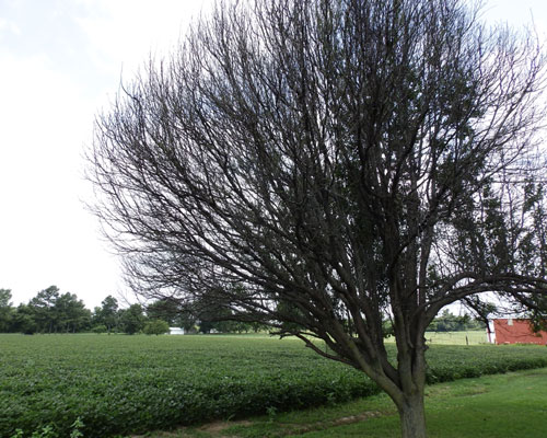 dead ornamental tree next to soybean field