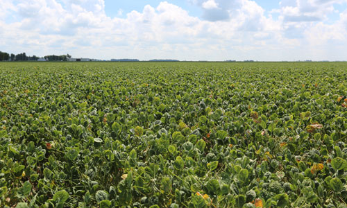 soybeans without the Xtend trait with yellowing of leaves