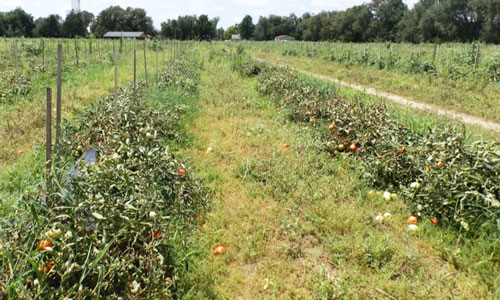 tomatoes with dicamba injury