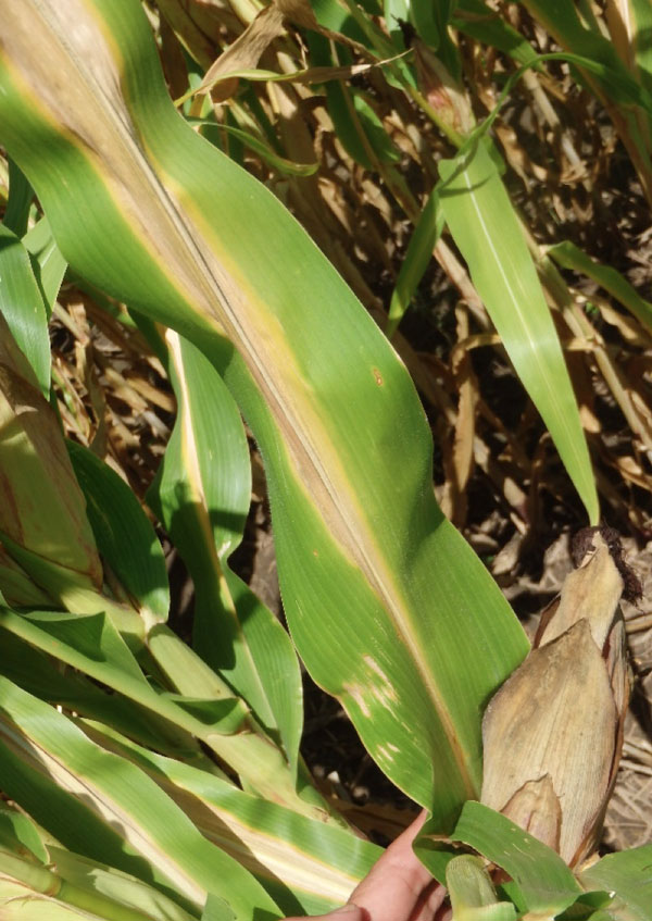 Corn ear and V-shaped nitrogen burns on the midrib of the ear leaf