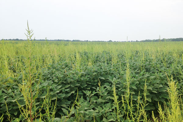 Test Your Knowledge Integrated Weed Management Quiz Integrated Crop And Pest Management News 