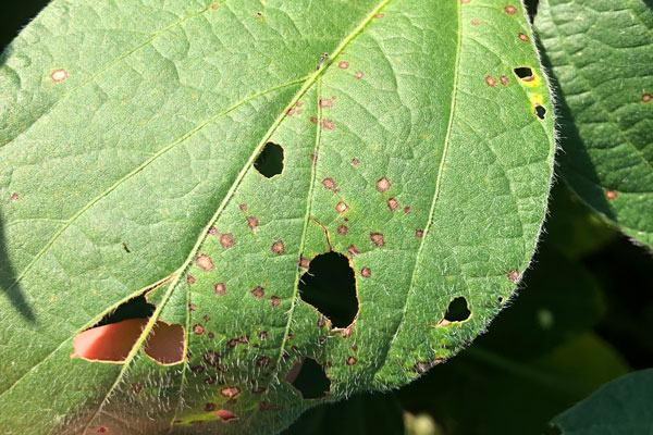 Lesions of Frogeye leaf spot on soybean leaf