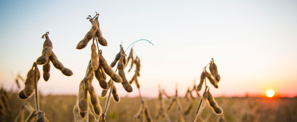 mature soybean field at sunset