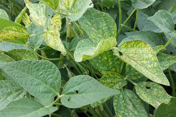 Foliar symptoms of SDS. Interveinal chlorosis (yellowing) and necrosis (tissue death)