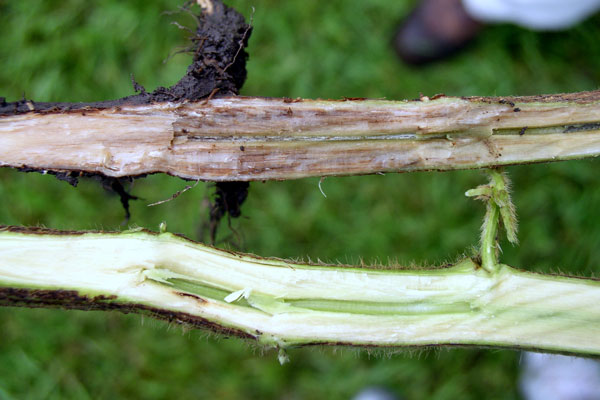 Infected lower stem of soybean and a healthy stem.