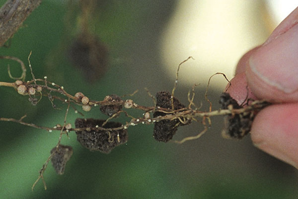 White females of the soybean cyst nematode (small) and nitrogen fixing nodules (large) on soybean roots. Females are about the size of a pinhead and contain around 250 eggs each.