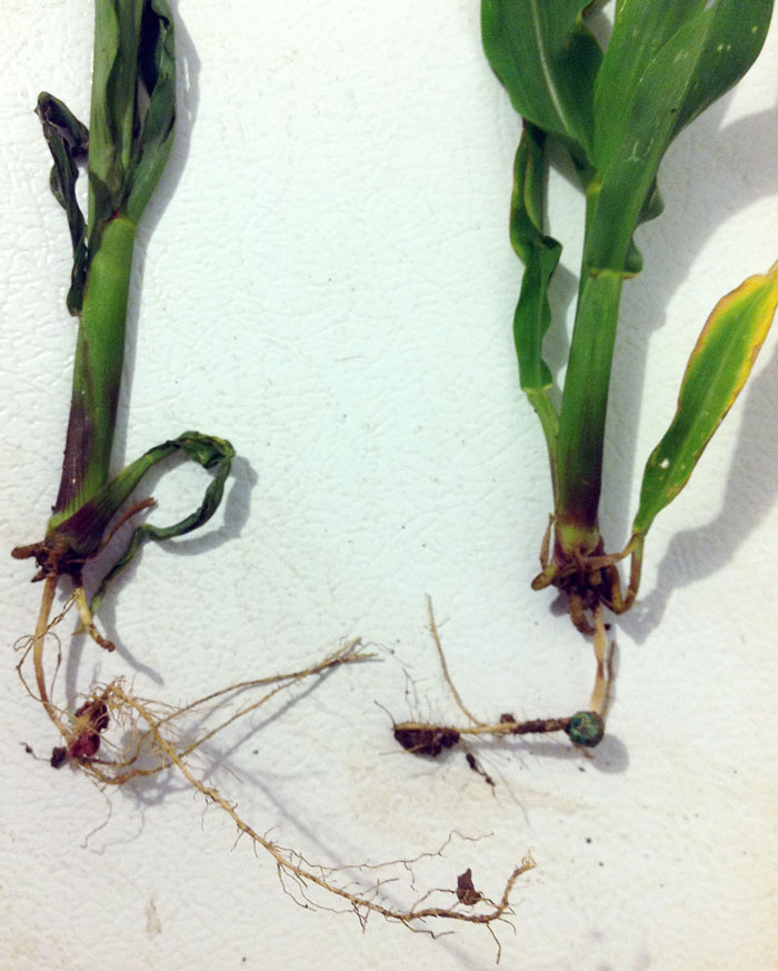 Rootless corn syndrome on corn