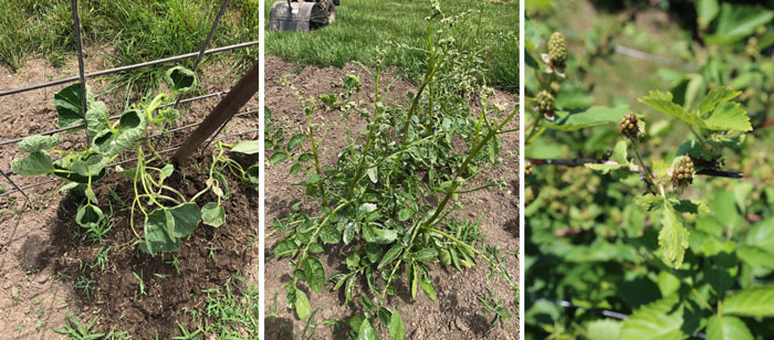 dicamba injury to cucumber, tomato, and blackberry plants
