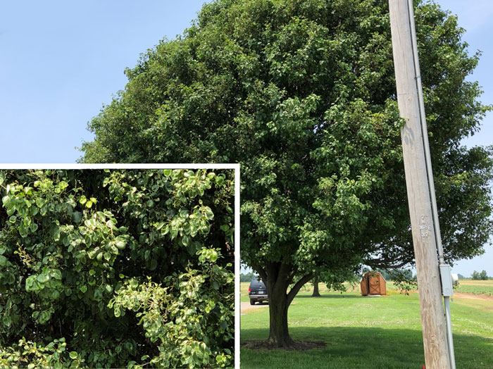 Bradford pear with apparent symptoms of off-target growth regulator herbicide injury.