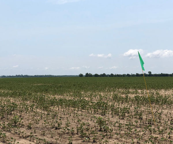 Non-Xtend soybean fields injured from dicamba