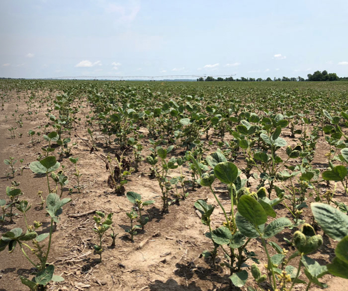 Non-Xtend soybean field injured from dicamba