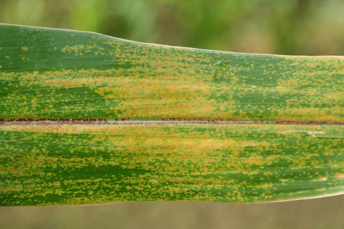 Physoderma brown spot of corn