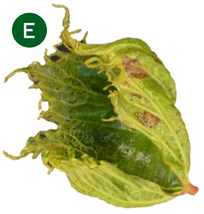 grape leaf with dicamba damage