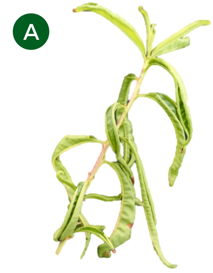 peach leaves with dicamba damage