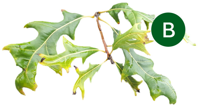 pin oak leaves with dicamba damage