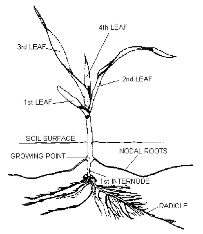 illustration of a 4 leaf corn plant and roots
