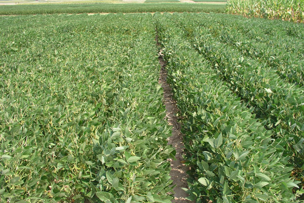 rows of soybeans spaced at 15 inches on left and 30 inches on right
