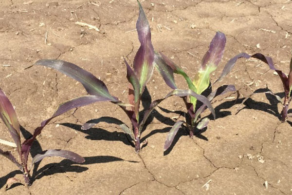 corn plant with purple leaves