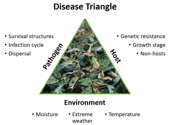 Midseason Disease Decisions Integrated Crop And Pest Management News 