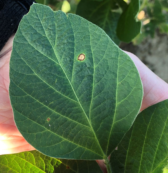 soybean leaf with orange spot and dark ring