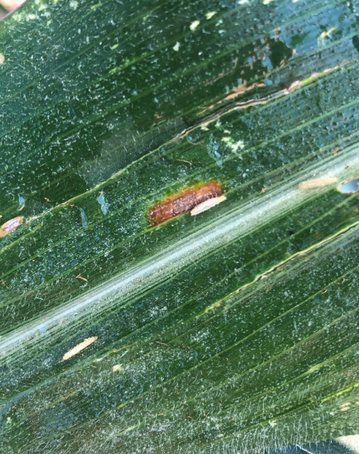 corn leaf with brown leasions