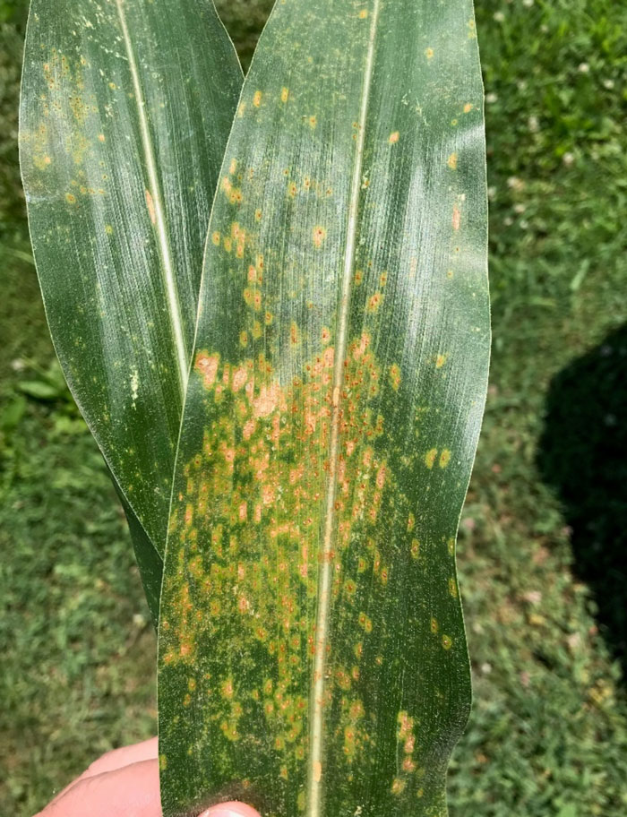 corn leaf with orange leasions