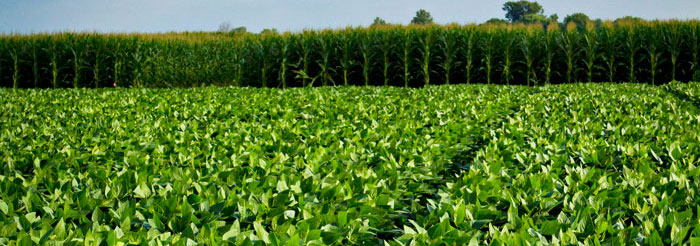 field of soybean plants