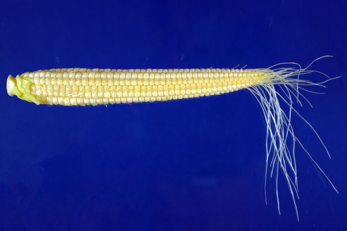 corn on blue background