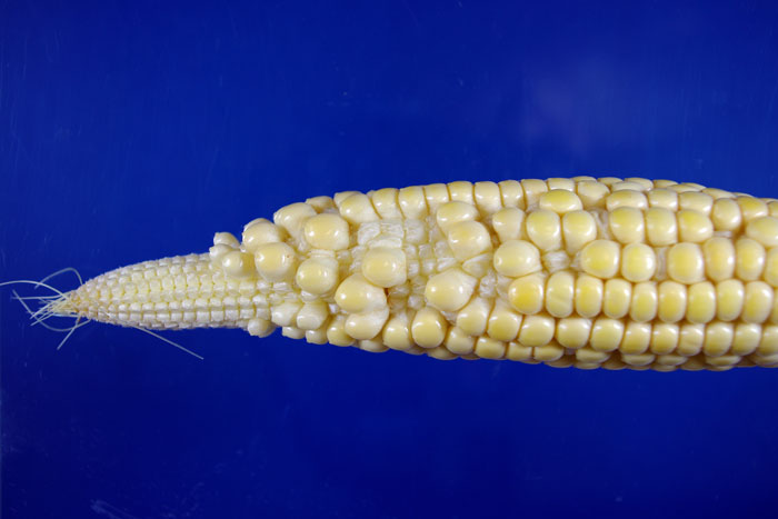 corn on blue background