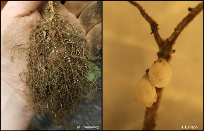 Image on left is a root ball with white balls. Image on right is close up of white balls on roots.