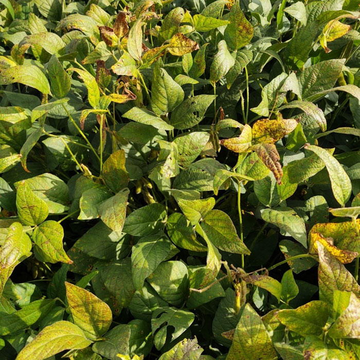 soybean field with yellowing of leaves and brown spots