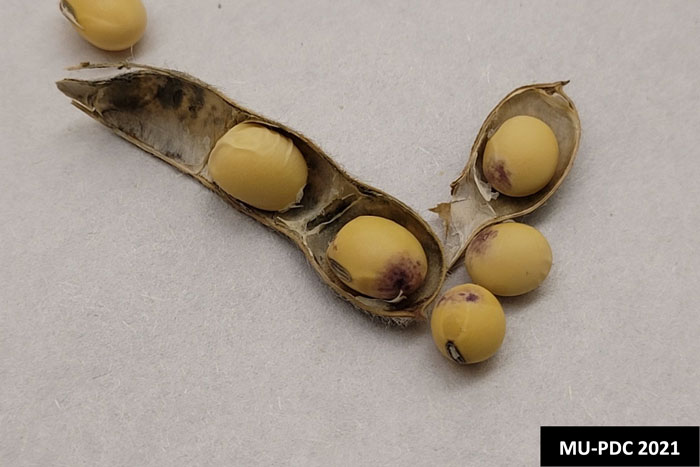 soybean seeds with purple spots