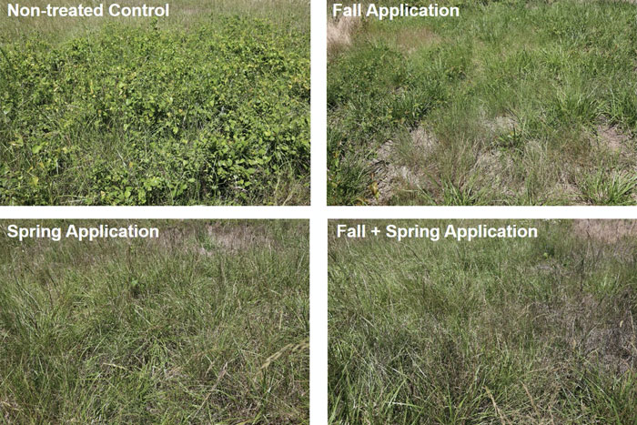 collage of images of foliage in a field