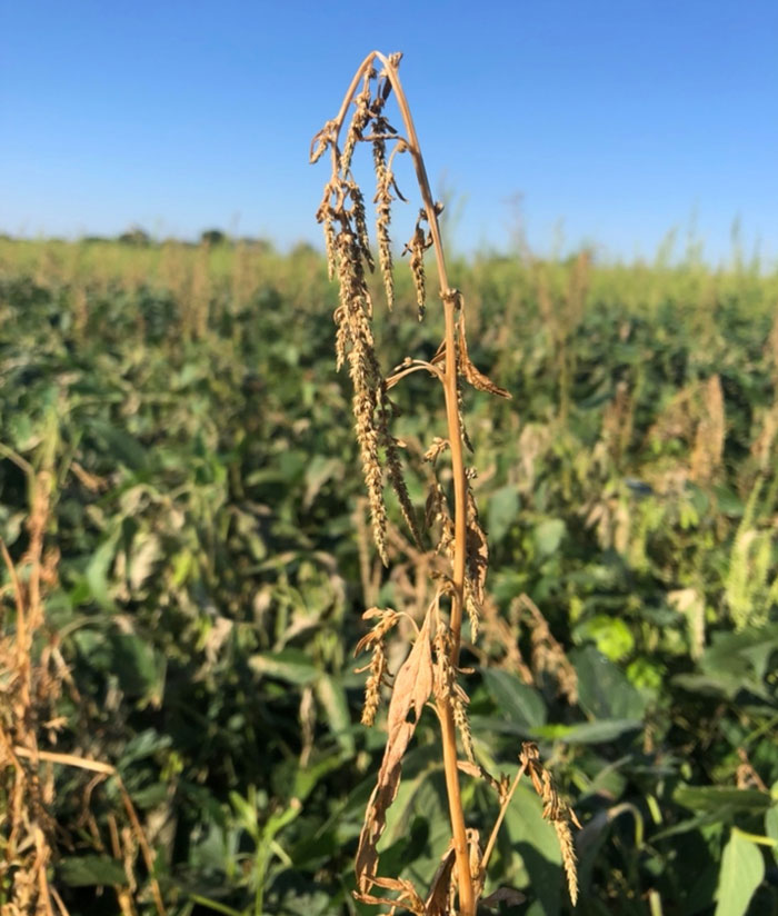 Waterhemp three days after electrocution. Weed electrocution research will be discussed July 7 at the Mizzou Pest Management Field Day at the MU Bradford Research Farm near Columbia.