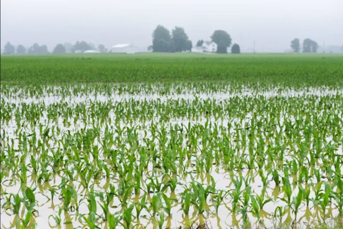 effects of floods on crops