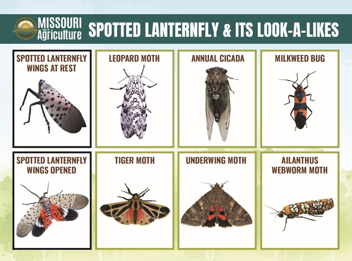 eight images of insects that look similar to spotted lanternfly