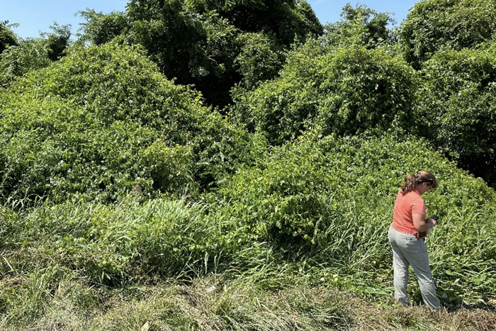 woman inspecting tree line