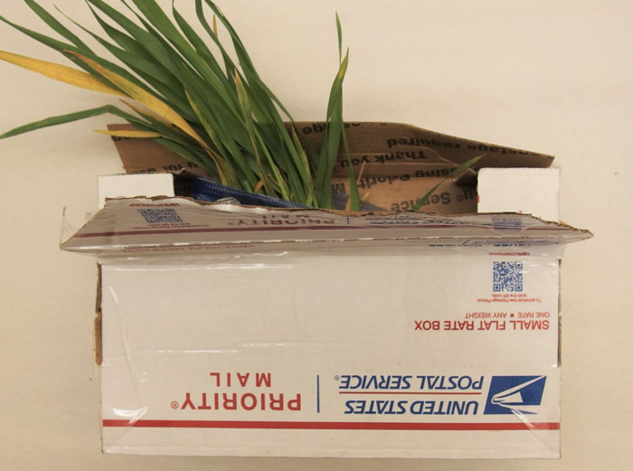 plant sticking out of box