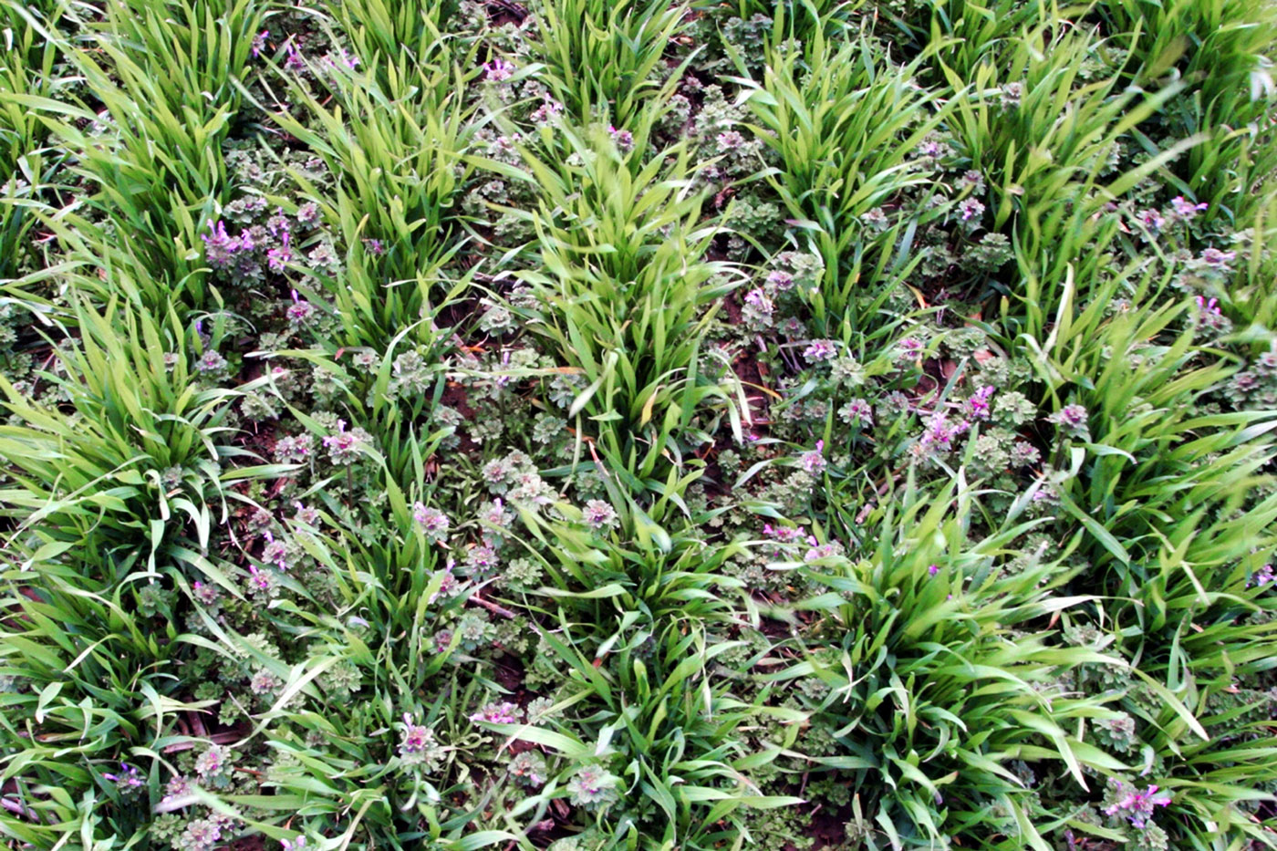 purple flowers in grass