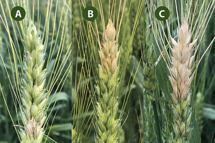 wheat head with yellowing