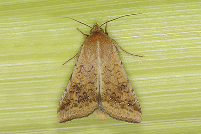 moth on green background