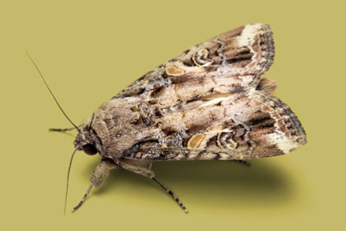 Fall Armyworm wings closed