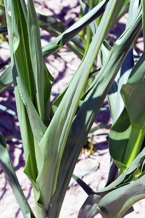 close up of corn leaf curling due to stress