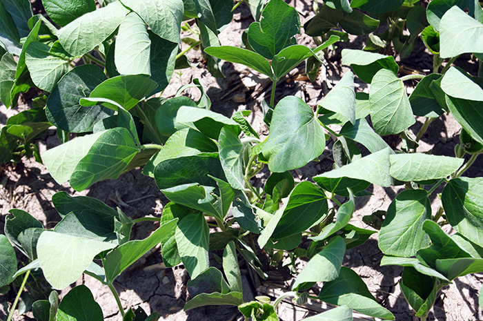 soybean leaves flipped over to reduce stress
