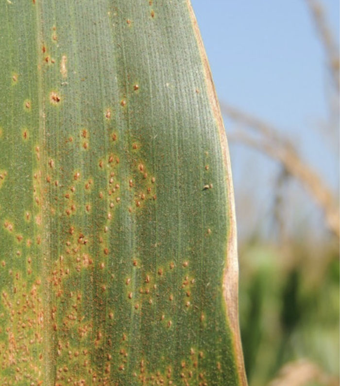 close up of corn leaf with yellowing and brown spots