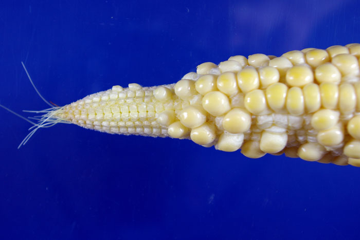 corn on blue background